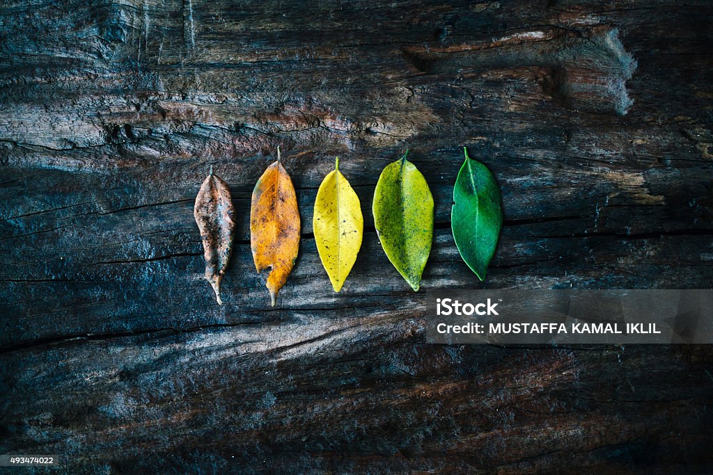 Leaves Five leaves on wooden background New Stock Photo