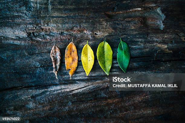 Leaves Stock Photo - Download Image Now - New, Change, New Life