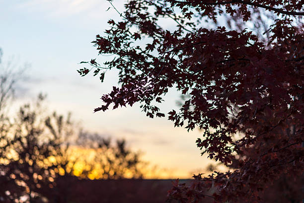 Autumn Maple Leaves at Sunset in the Midwest