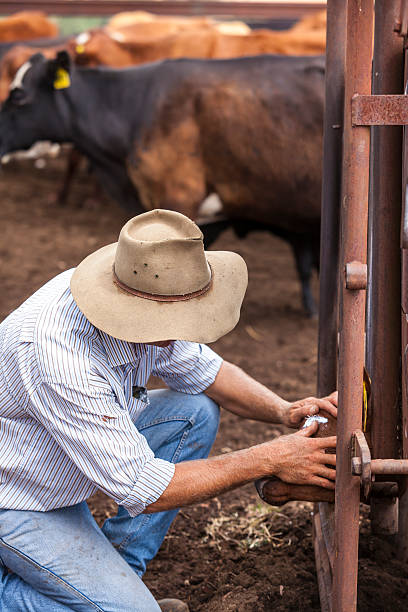istock Vet applying eye cream to calf 493477426