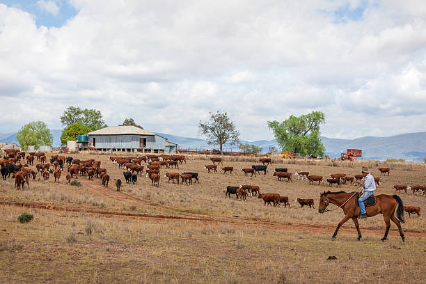 istock Australian stockman on horse with cattle 493477442