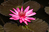 lotus.jpg?b=1&s=170x170&k=20&c=aMdppztQM_AJEJFOOqZ3P9cn_Z8k205evB7rUfxXqkU=