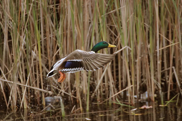 istock The rise of the wild duck 493478580
