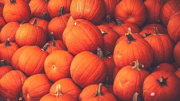 istock Vibrant orange pumpkins ready for Thanksgiving or Halloween 493479176
