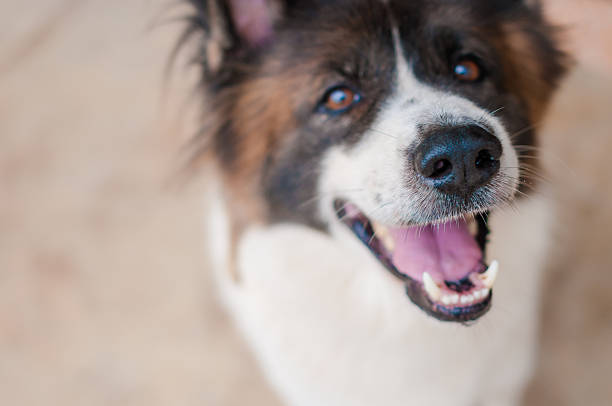 szczęśliwy uśmiech pies patrzy w górę. - dog biting aggression animal teeth zdjęcia i obrazy z banku zdjęć