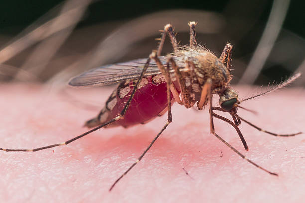 istock Mosquito Biting Skin is Filled with Red Blood 493480196