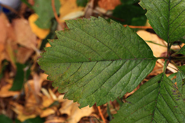 istock The texture of the leaf viburnum 493480288