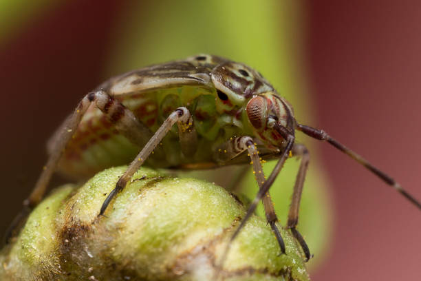 istock Tarnished Plant Bug on Green Flower Stem 493480450
