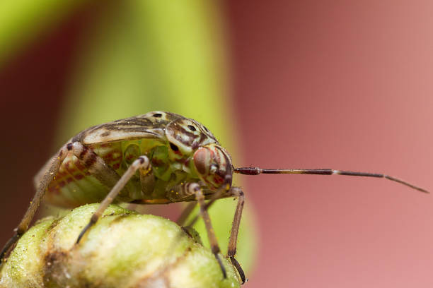 istock Tarnished Plant Bug on Green Flower Stem 493480458