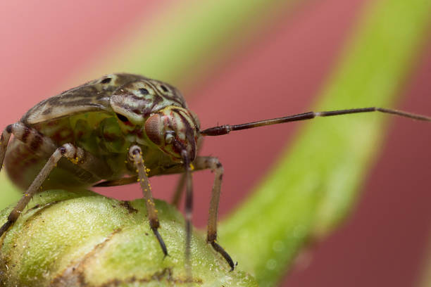 istock Tarnished Plant Bug on Green Flower Stem 493480472