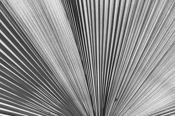 istock Abstract light background of palm leaves. 493482496