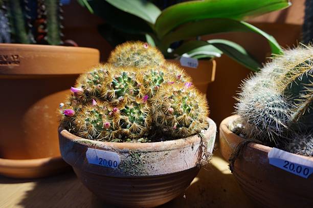 istock Market Cactus Plant 493482580