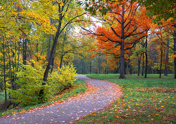 istock View  colorful park alley in autumn. 493483796