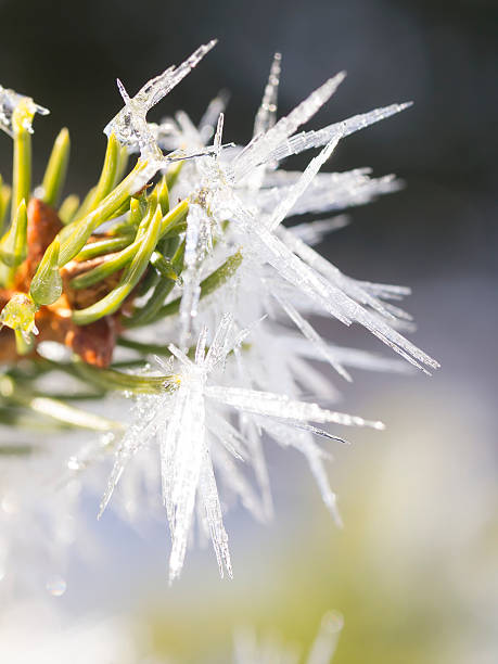 冷凍 ice クリスタルでヘムロック枝で冬のひととき - snow leaf branch winter ストックフォトと画像