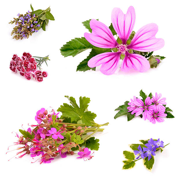 istock Beautiful herb with purple 493484156