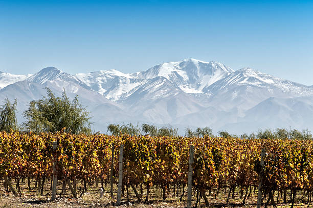 Vineyard in fall at foot of the Andes. stock photo
