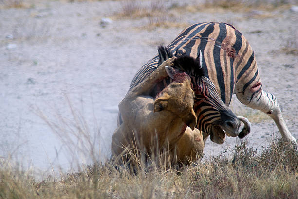 istock Lioness killing a zebra, Salvadora waterhole, Etosha 493485472