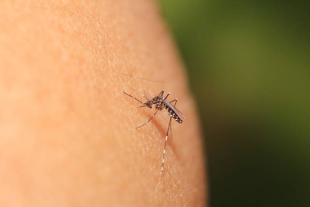 istock Mosquito sucking blood 493486004