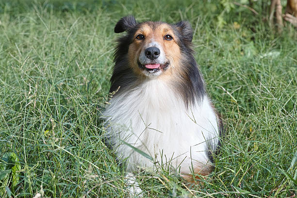 istock Dog, Shetland sheepdog, collie, in grass field 493486006