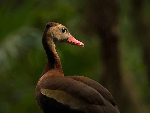istock Black-bellied Whistling  Tree Duck 493498767
