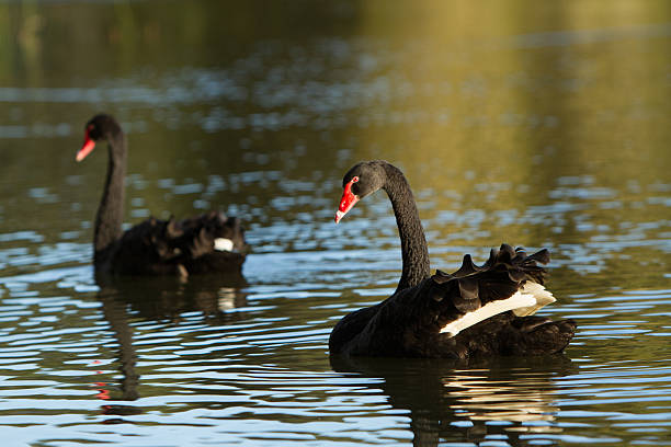 Black Swans stock photo