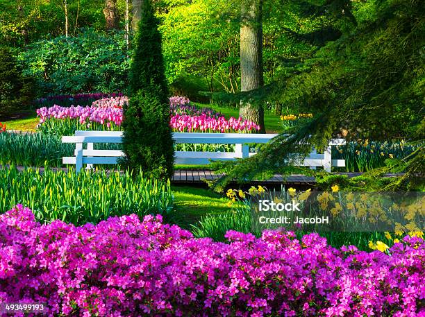 Frühling Blumen Im Park Stockfoto und mehr Bilder von Azalee - Azalee, Baum, Blume