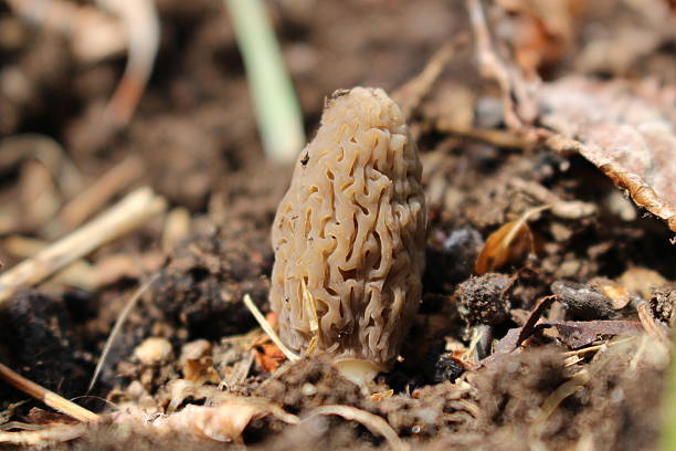 istock Yellow morel on dry leaves 493499661