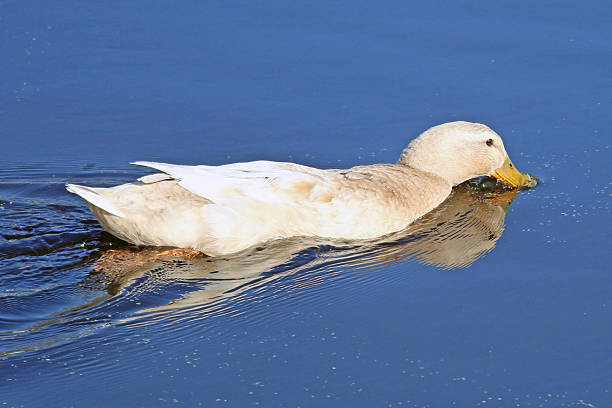 istock Swimming Duck Drinking in the River 493500299