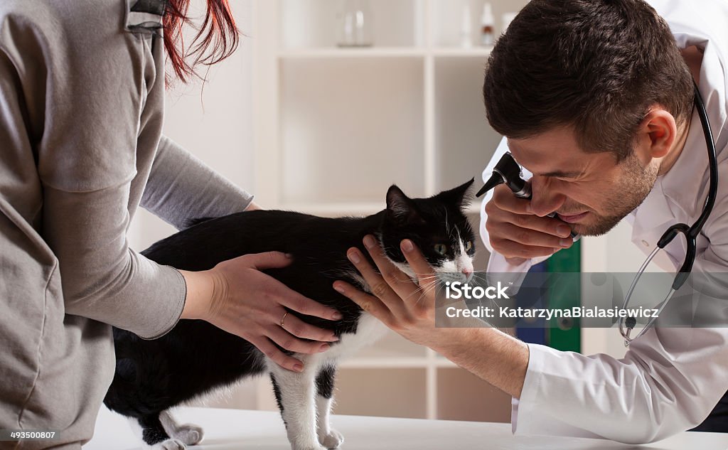 Examination at a veterinarian's office Kitten during examination at a veterinarian's office Ear Exam Stock Photo