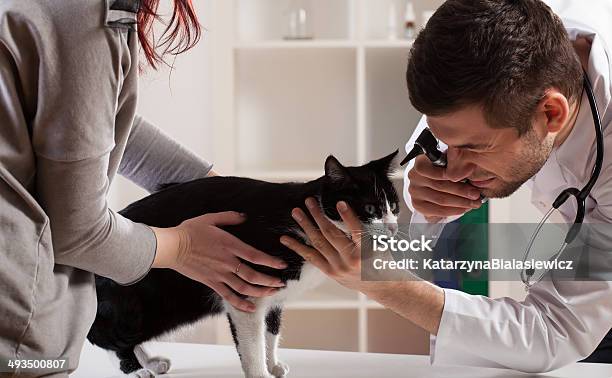 Examination At A Veterinarians Office Stock Photo - Download Image Now - Ear Exam, Domestic Cat, Kitten