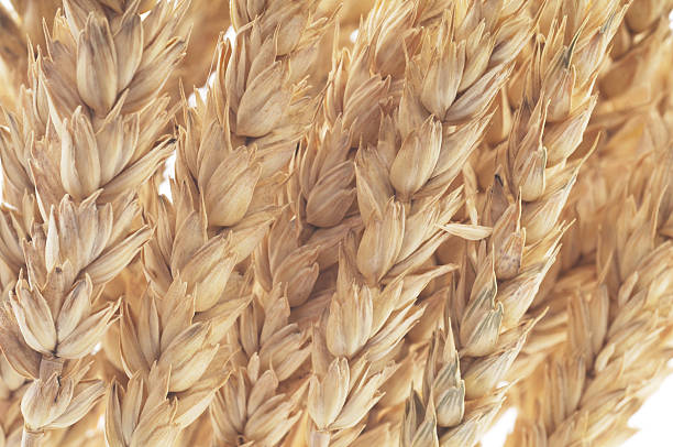 istock Bunch of wheat stems on white 493502083