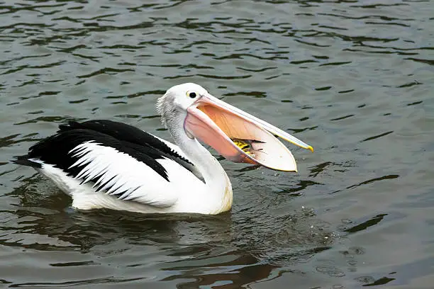 Photo of Pelican feeding on the water, copy space