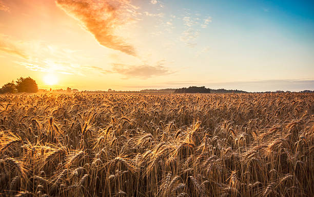 Magic sunrise with wheat field stock photo