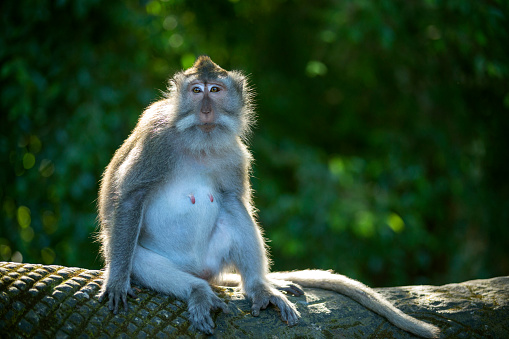 Macaque monkey in Bali.