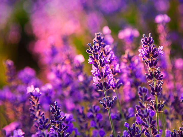 istock Lavender field in Tihany, Hungary 493503084
