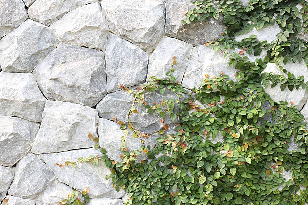 Climbing Ficus pumila on stone wall stock photo
