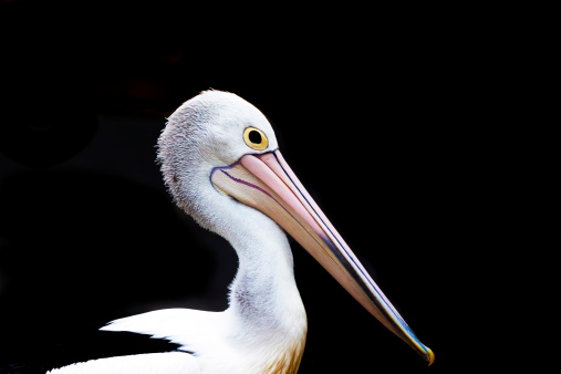 Closeup head of pelican isolated on dark background, full frame horiozontal composition with copy space