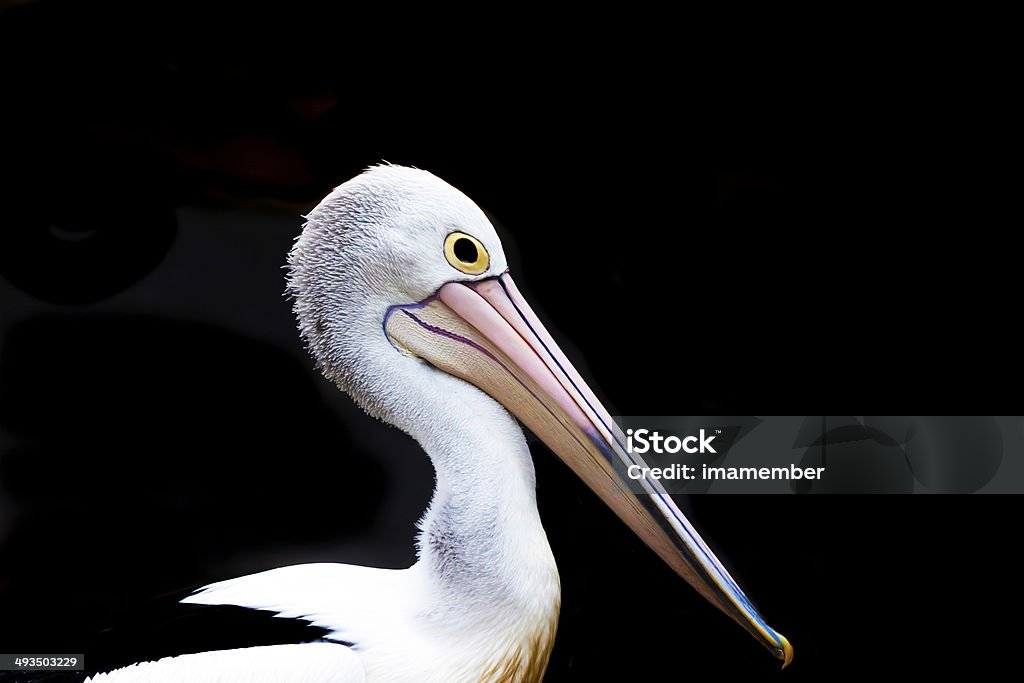 Closeup Pelican against dark background, copy space Closeup head of pelican isolated on dark background, full frame horiozontal composition with copy space Animal Stock Photo