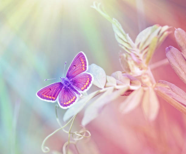 istock Beautiful butterfly illuminated with sunny beam 493503857