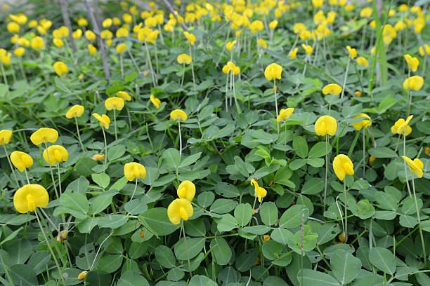 istock Spring background with beautiful yellow flowers 493503983