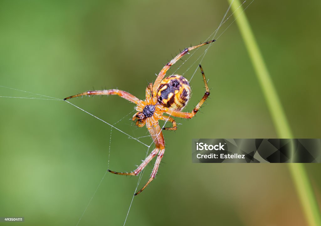 Spider Spider photographed in their natural environment. Animal Stock Photo
