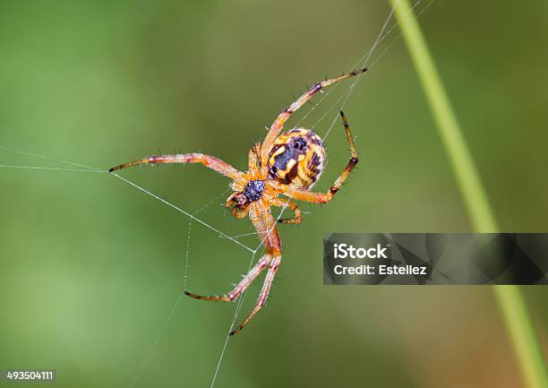 Spider Stock Photo - Download Image Now - Animal, Animal Wildlife, Animals Hunting