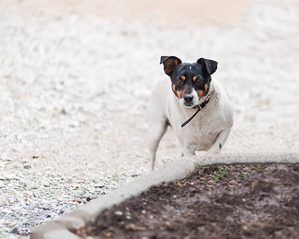 istock Jack Russell Terrier dog on nature background. 493504279
