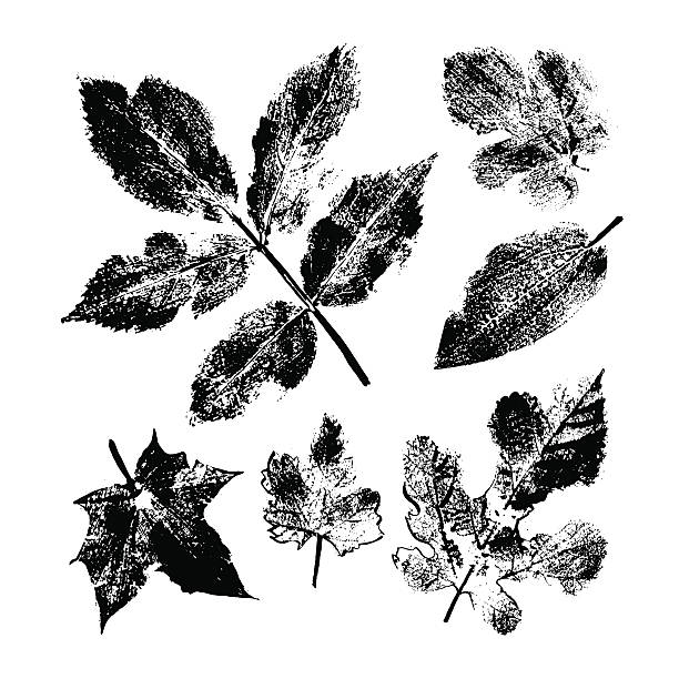 istock Collection of imprint leaves. Ink illustration. 493504320