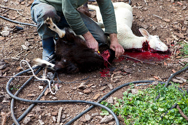 cordero matar - dead animal butcher meat sheep fotografías e imágenes de stock