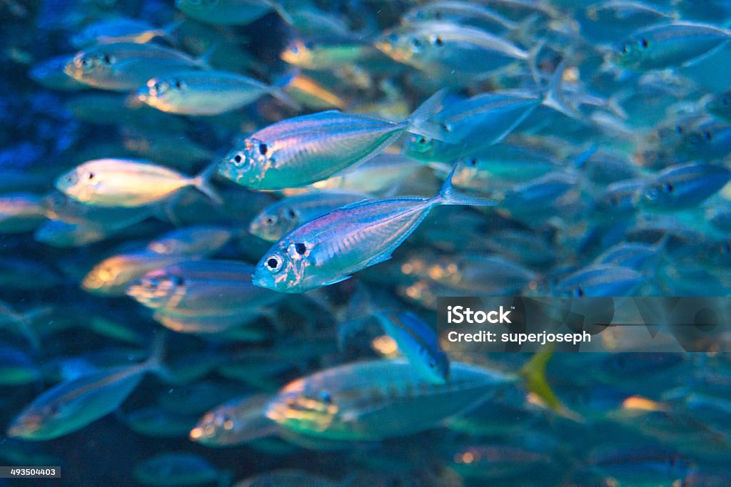 sardine run Animal Stock Photo