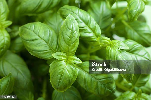 Fresh Basil Leaves Herb Background Stock Photo - Download Image Now - Backgrounds, Basil, Botany