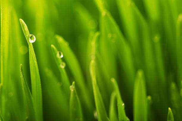 istock Green wet grass with dew on a blades 493504731