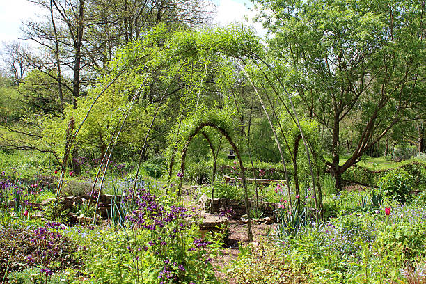 istock Ornamental vegetable garden with living willow dome, willow weaving 493504745