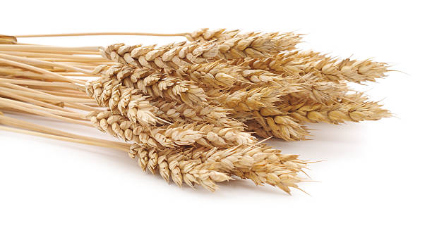 istock Bunch of wheat stems on white 493505041